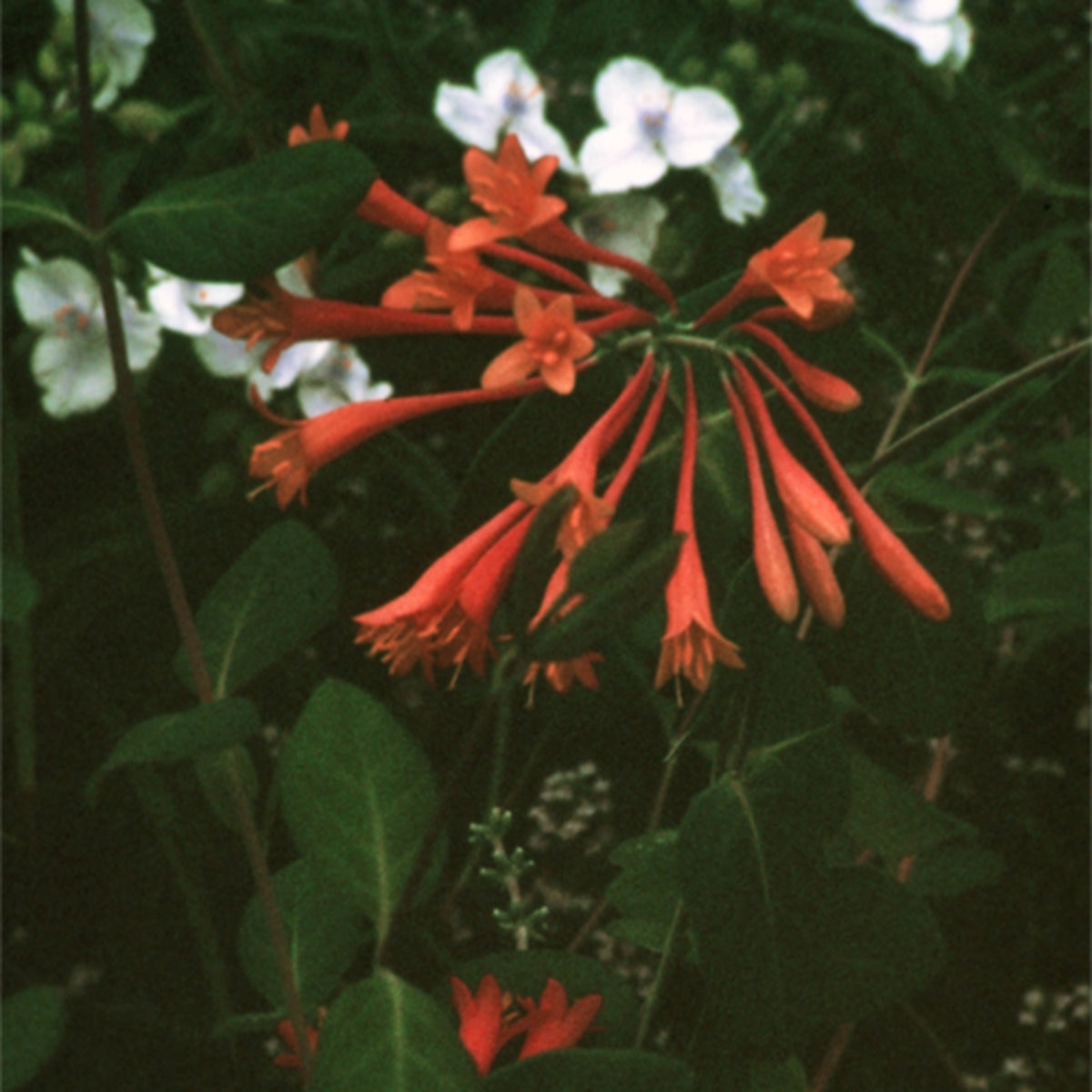 Lonicera Sempervirens Blanche Sandman Trumpet Honeysuck SiteOne