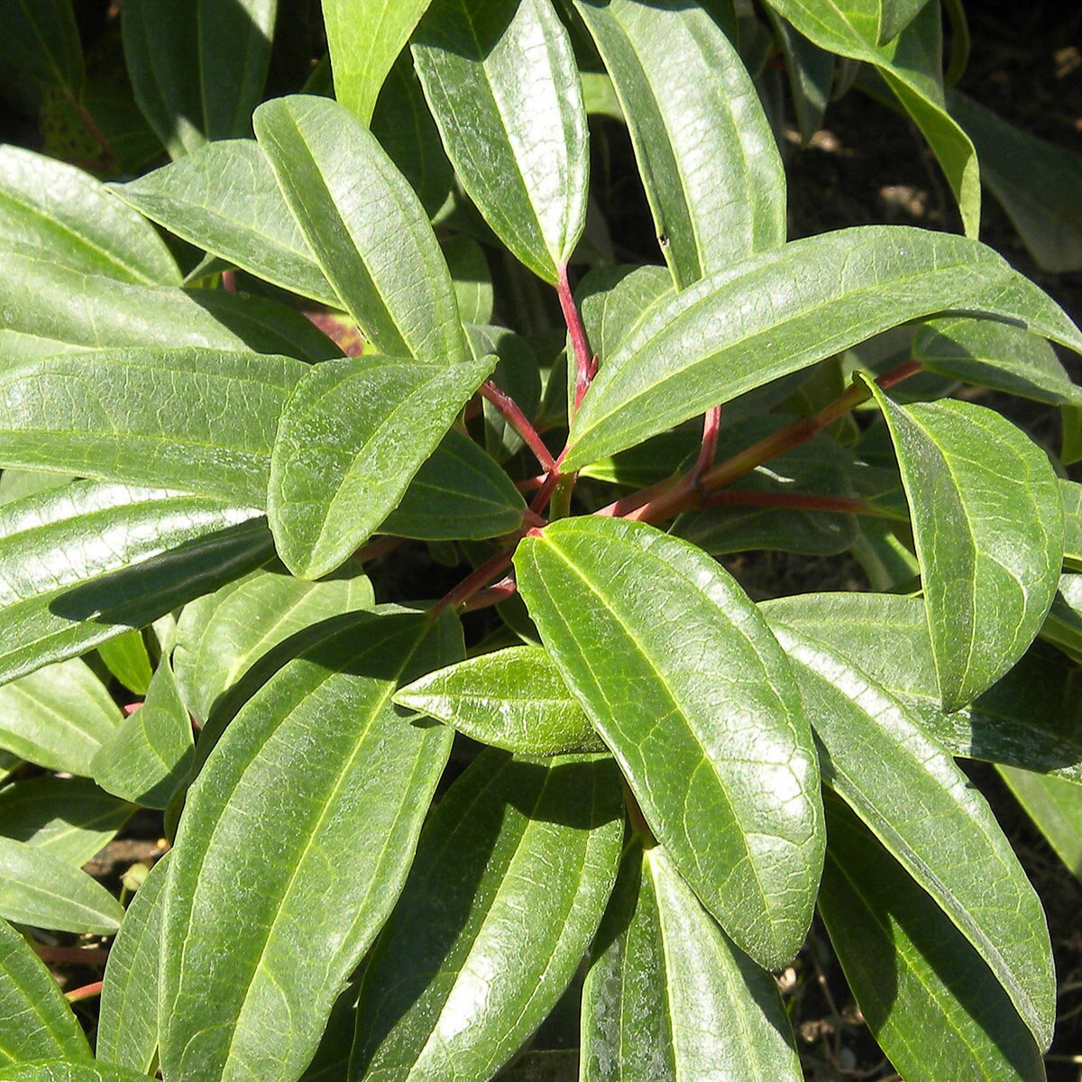 Viburnum X Moonlit Lace Viburnum 3 Container SiteOne