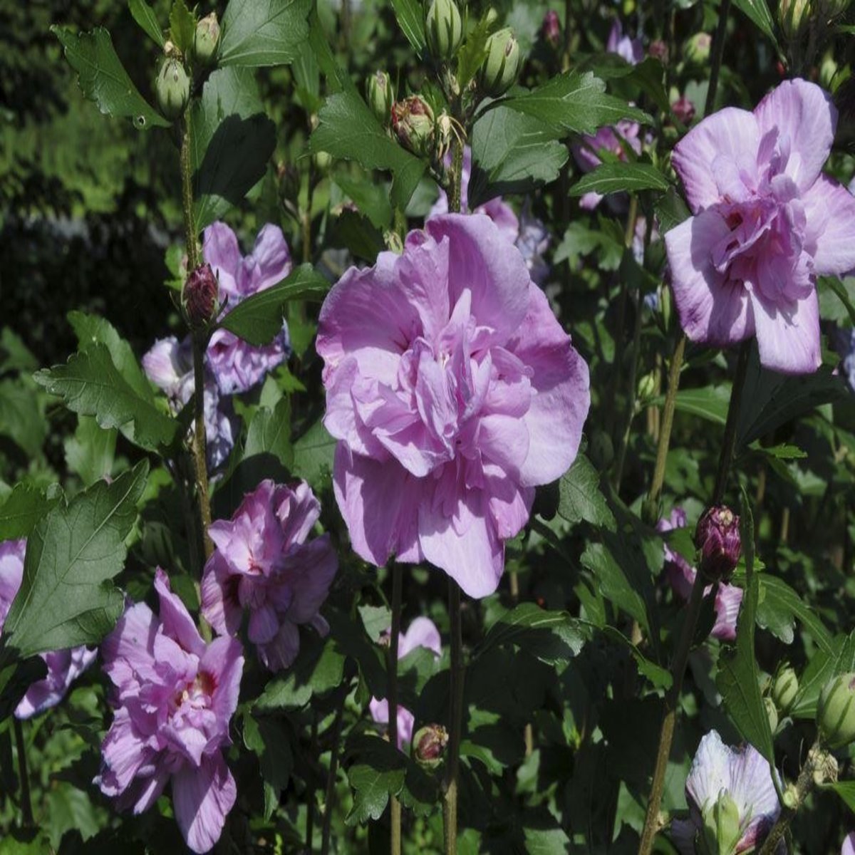 Hibiscus Syriacus Ardens Double Purple Rose of Sharon | SiteOne
