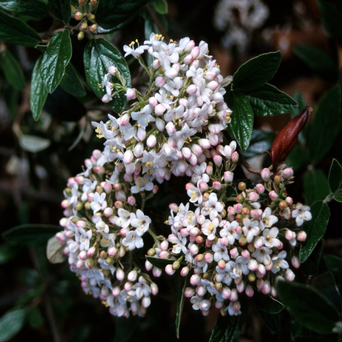 Viburnum X Burkwoodii Conoy Viburnum SiteOne