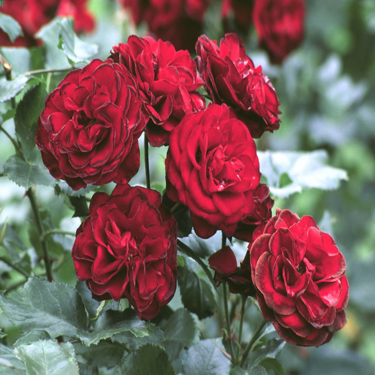 Rosa Floribunda Intrigue Rose | SiteOne