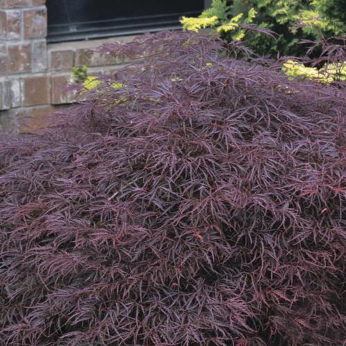 Acer Palmatum var. Dissectum Red Select Cutleaf Japanes | SiteOne