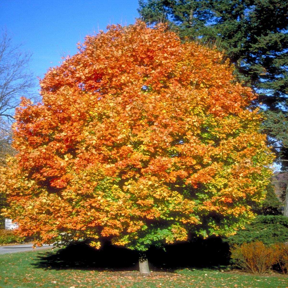 Acer Saccharum Commemoration Sugar Maple | SiteOne