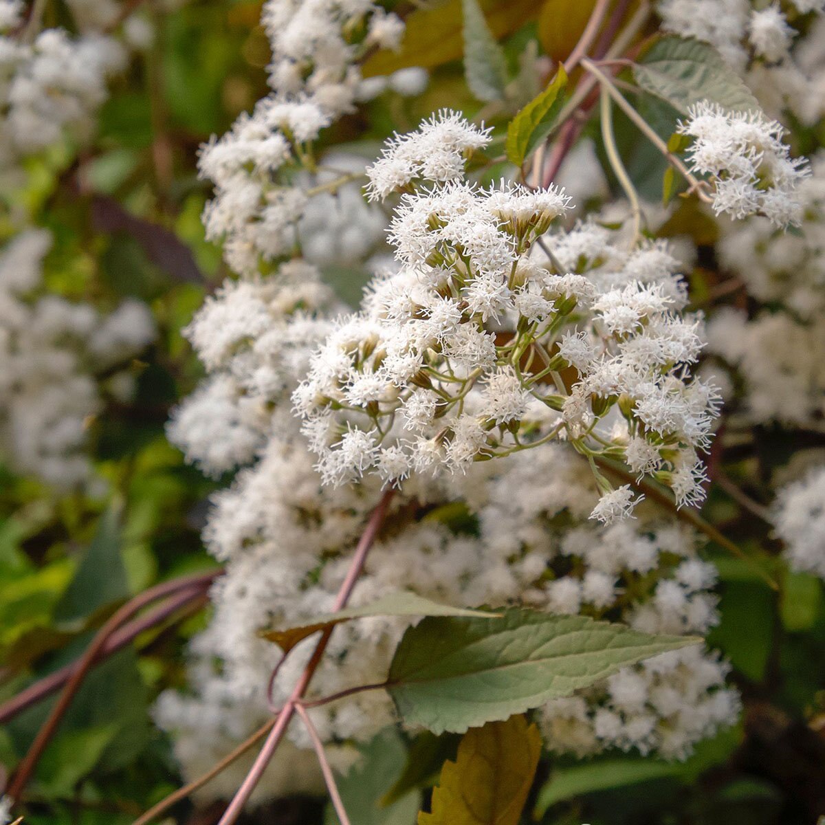 Eupatorium Rugosum Chocolate Pye Weed SiteOne