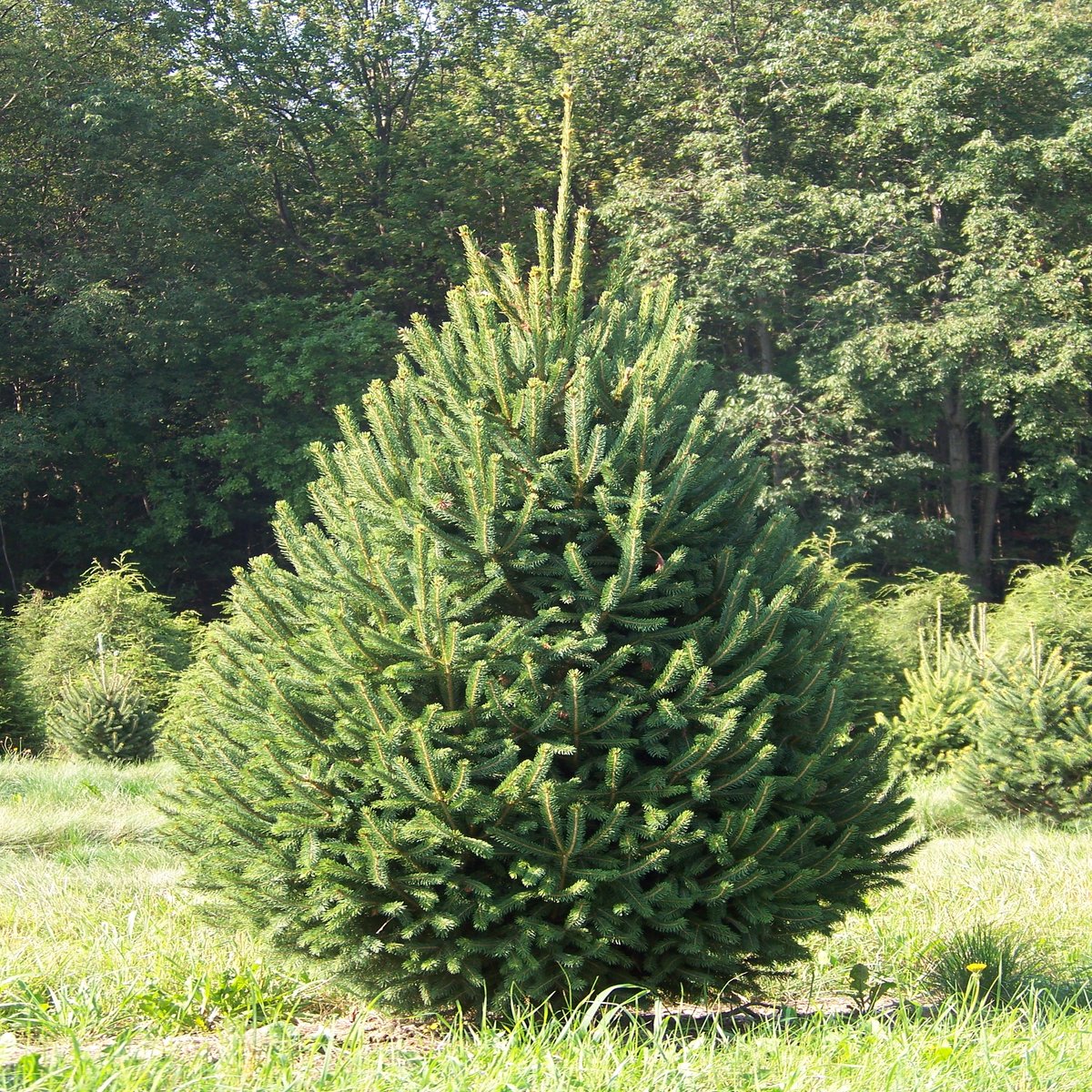 Picea Glauca Densata Black Hills Spruce | SiteOne