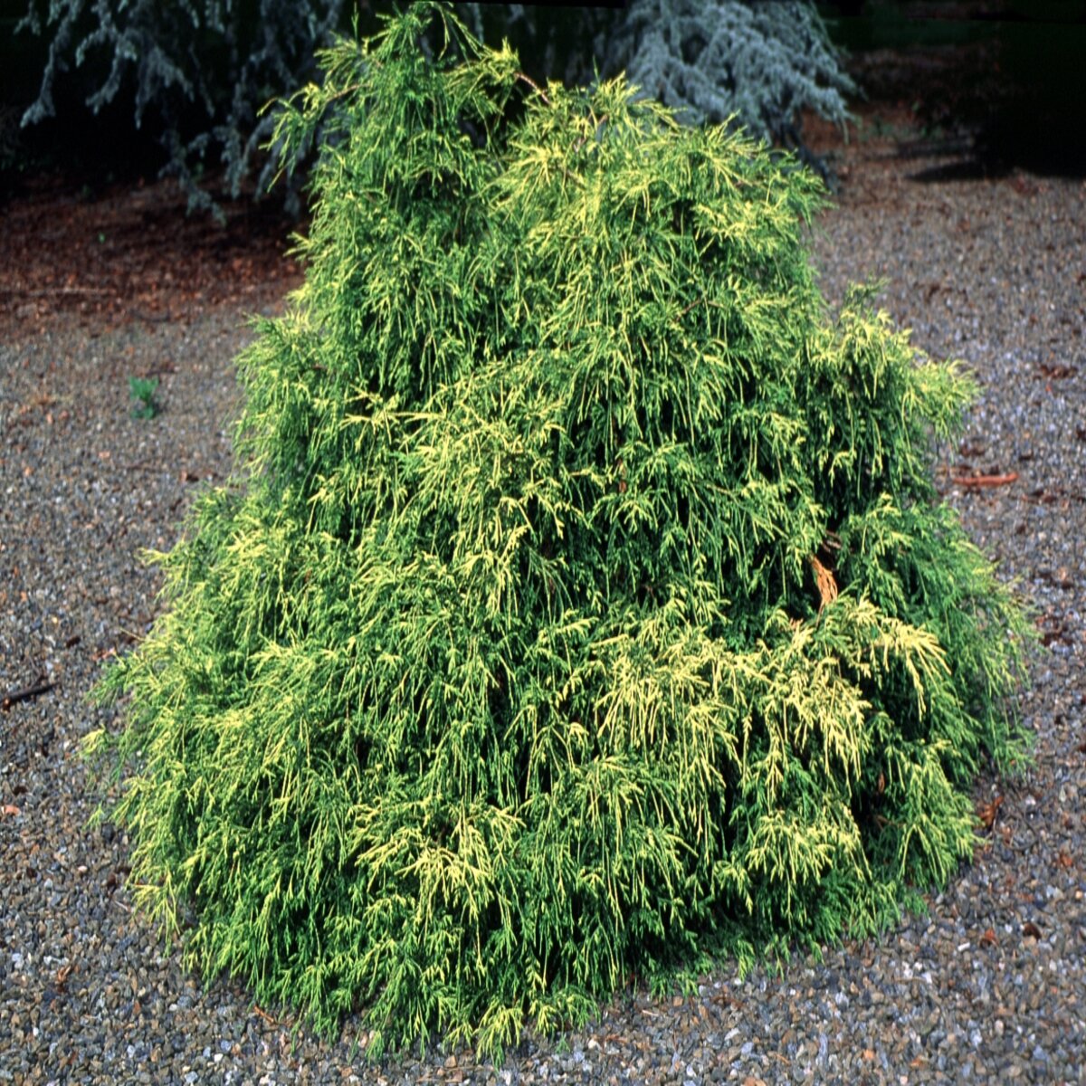 chamaecyparis-pisifera-sungold-japanese-falsecypress-siteone