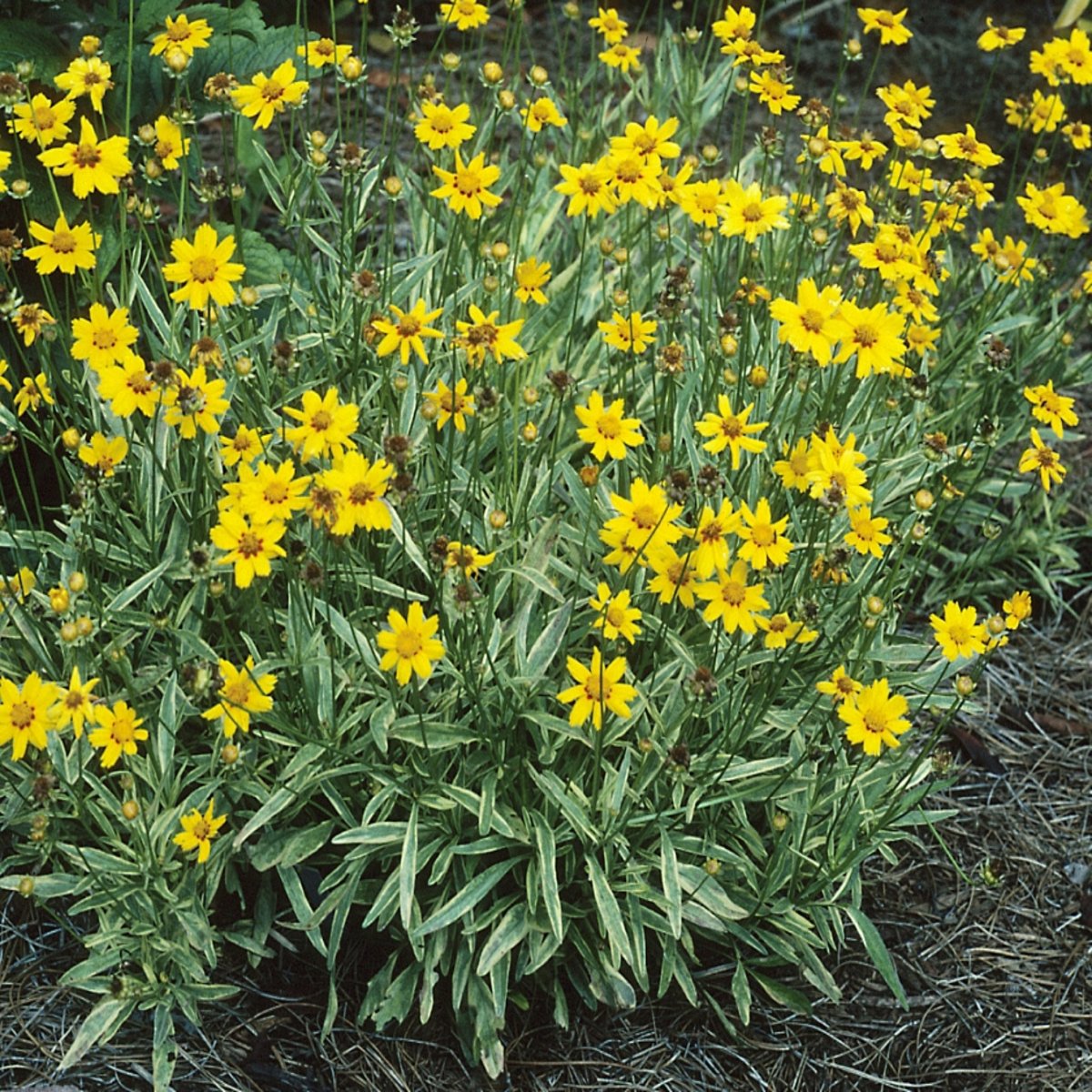 Coreopsis X Tequila Sunrise Tickseed SiteOne