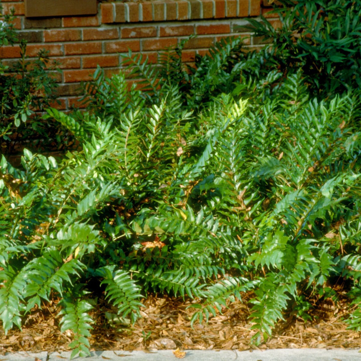 Exciting Japanese Holly Fern Plant Gallery
