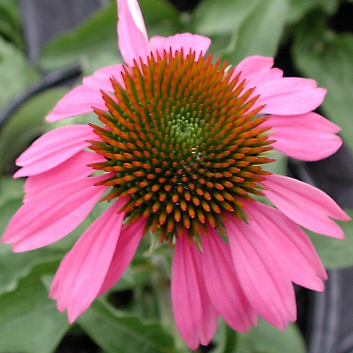 Echinacea Purpurea Kims Knee High Coneflower SiteOne