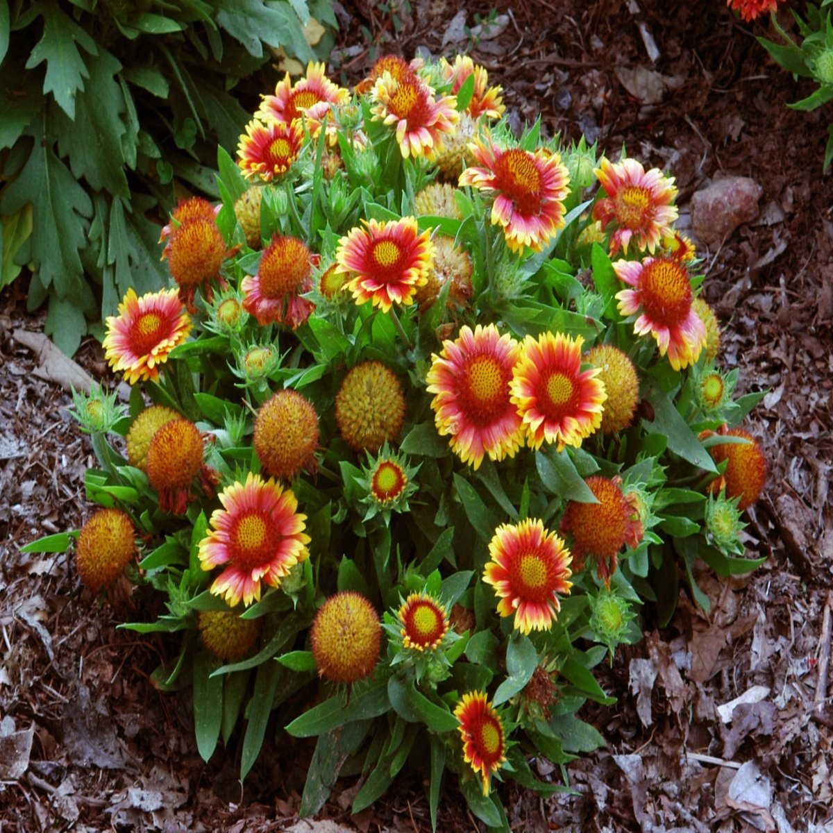 Gaillardia Aristata Arizona Arizona Sun Blanket Flower SiteOne
