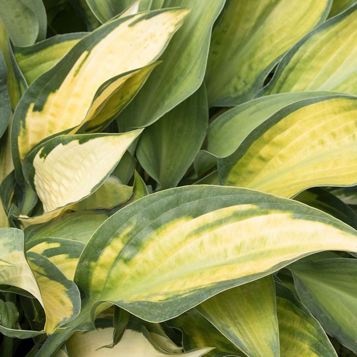 Hosta Pauls Glory Plantain Lily SiteOne