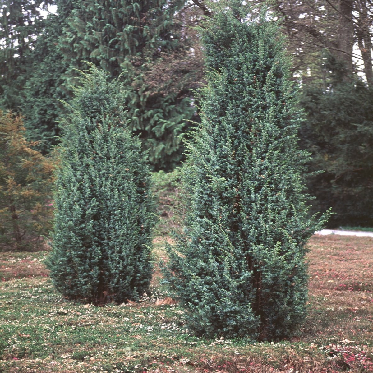 Juniperus Communis Hibernica Irish Juniper SiteOne