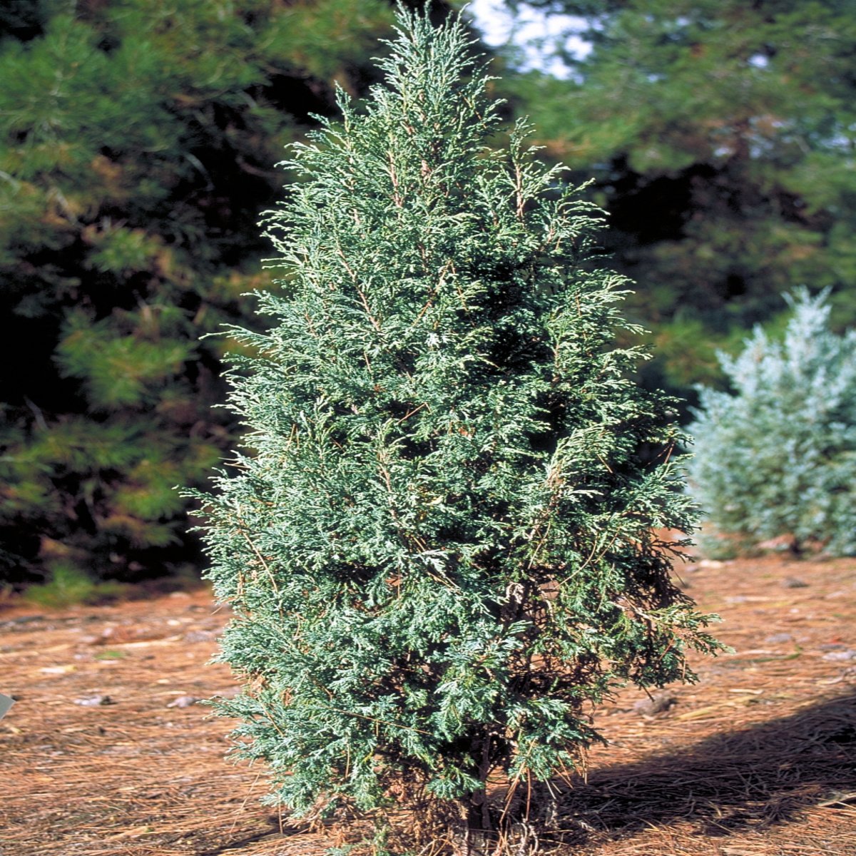 Juniperus Scopulorum Gray Gleam Rocky Mountain Juniper | SiteOne