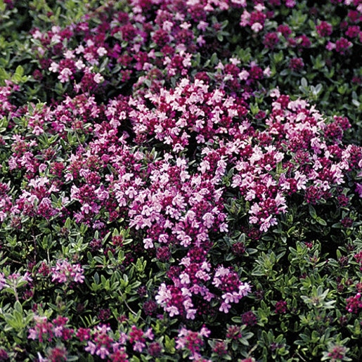 Semi Di Timo Serpillo Magic Carpet – Thymus Serpyllum, Oltre 100 Semi Per Giardino O Balcone - 3