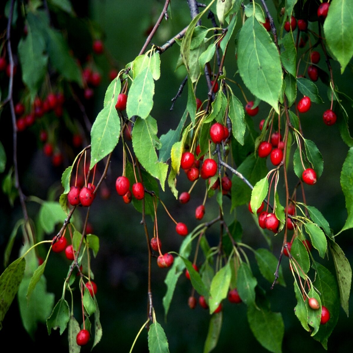 Malus X Scheideckeri Red Jade Crabapple | SiteOne