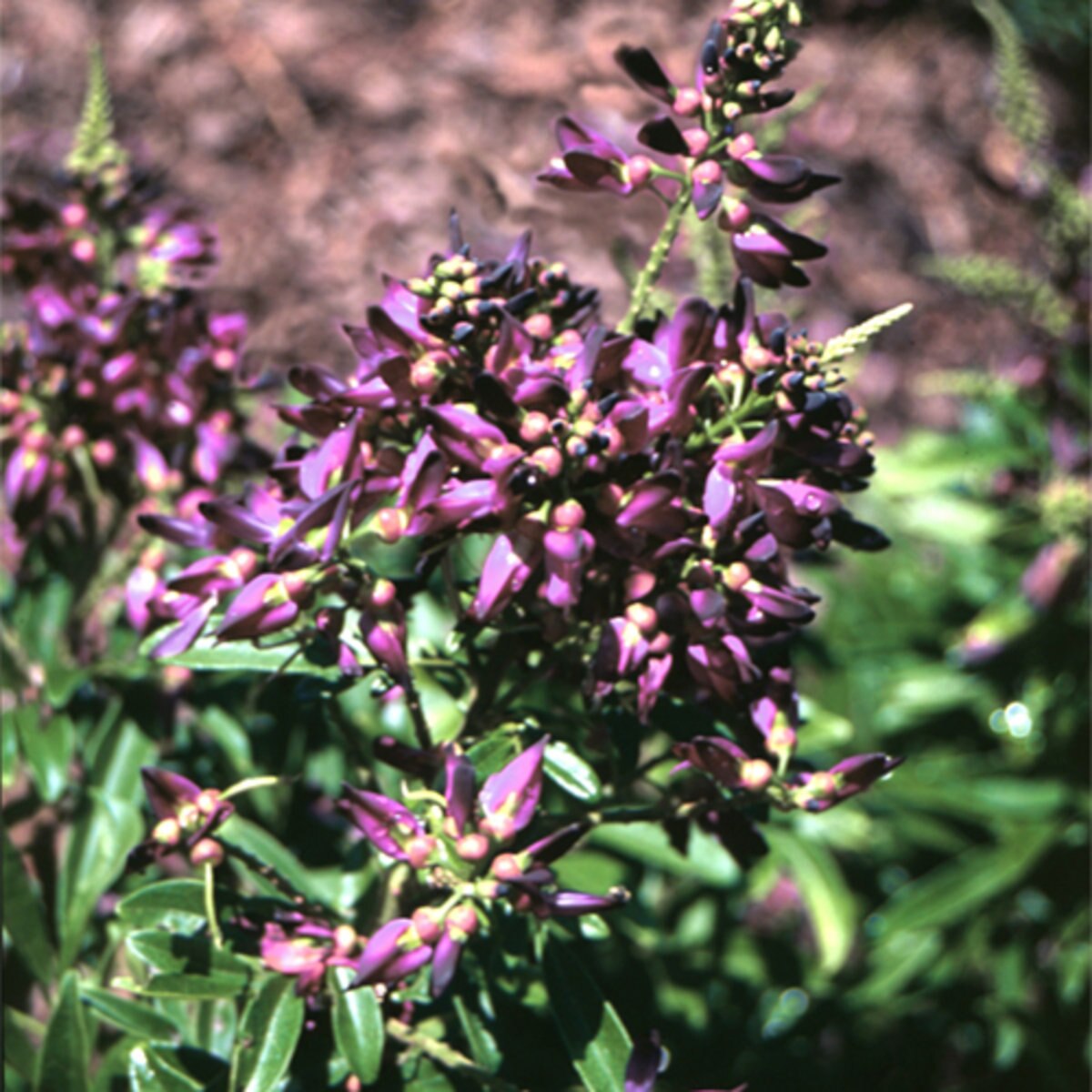 Millettia Taiwanensis Chinese Evergreen Wisteria | SiteOne