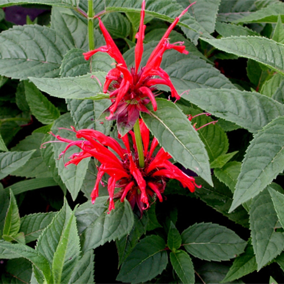 Monarda Didyma Jacob Cline Bee Balm | SiteOne