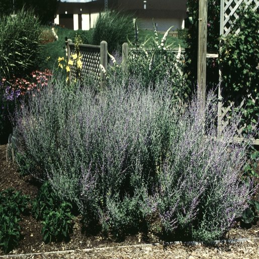 perovskia regarde un bleu