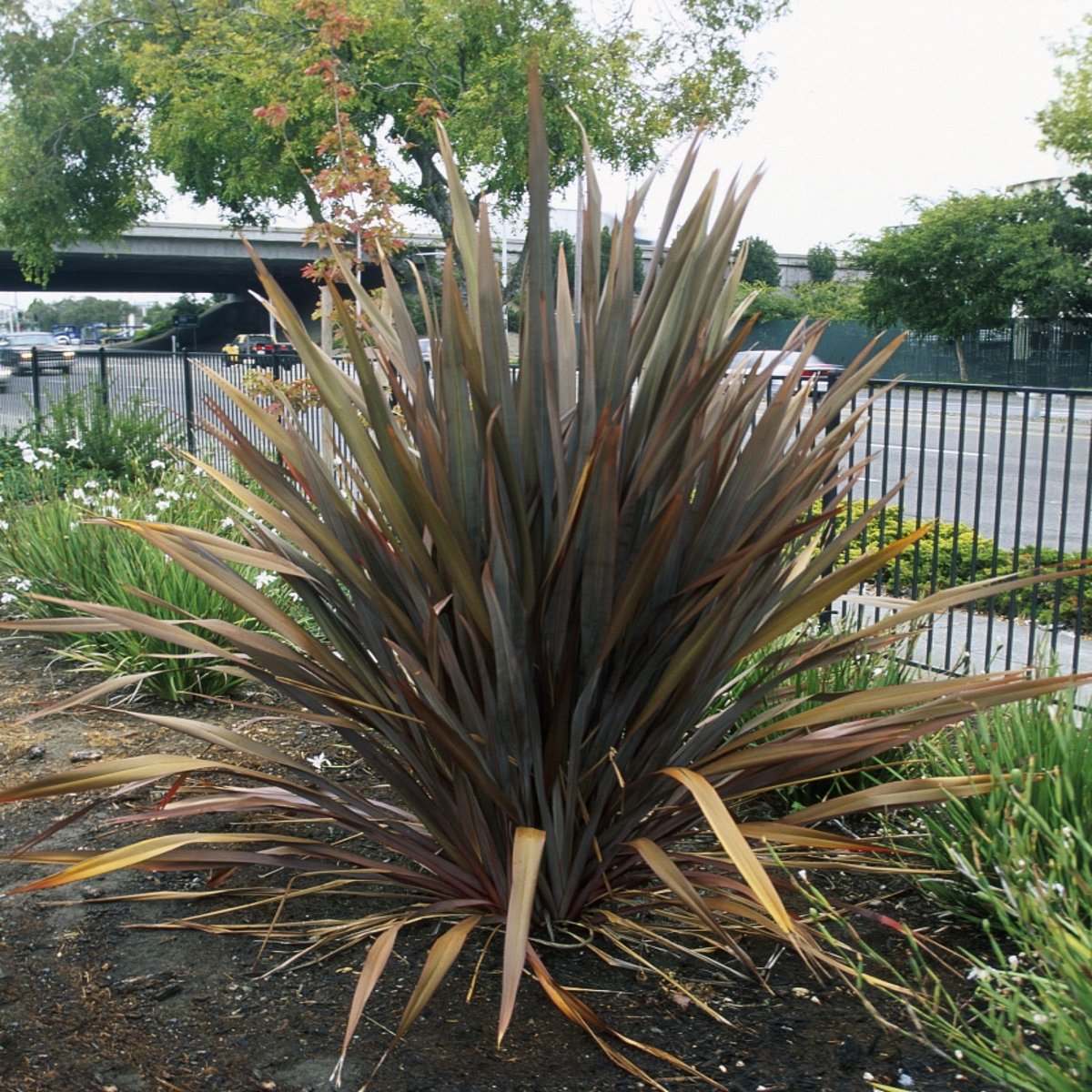 Phormium Tenax New Zealand Flax | SiteOne