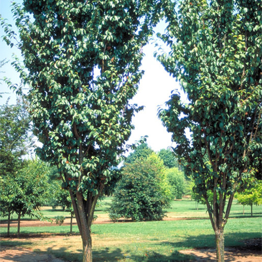 Prunus Sargentii Columnaris Columnar Sargent Cherry SiteOne
