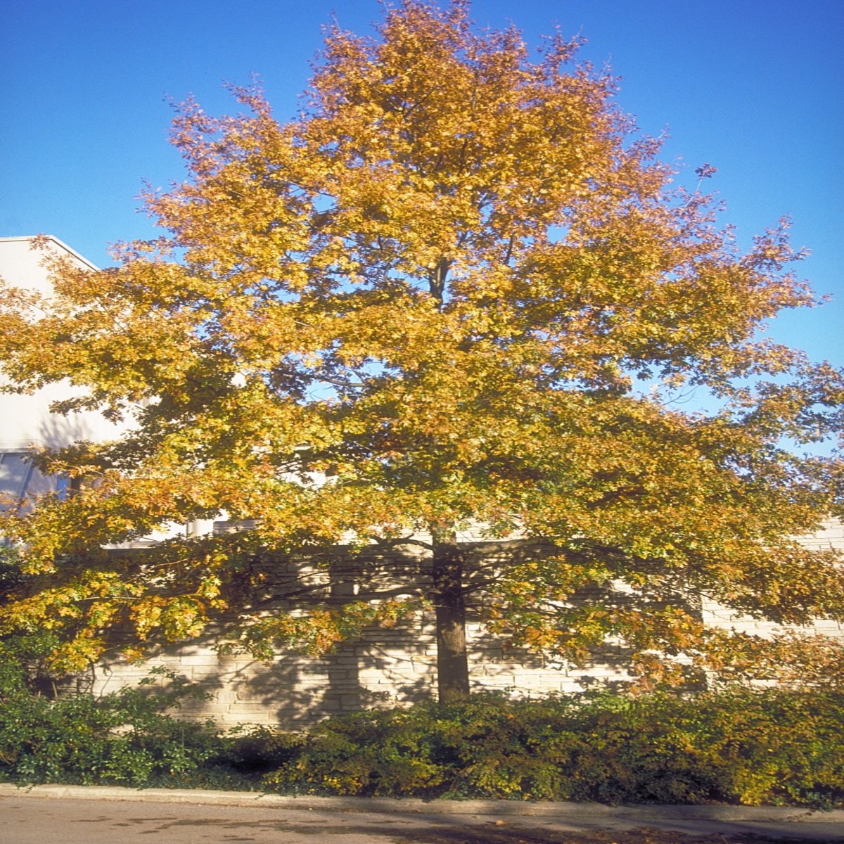 Quercus Ellipsoidalis Northern Pin Oak | SiteOne