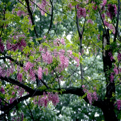 Robinia Pseudoacacia Purple Robe Black Locust | SiteOne
