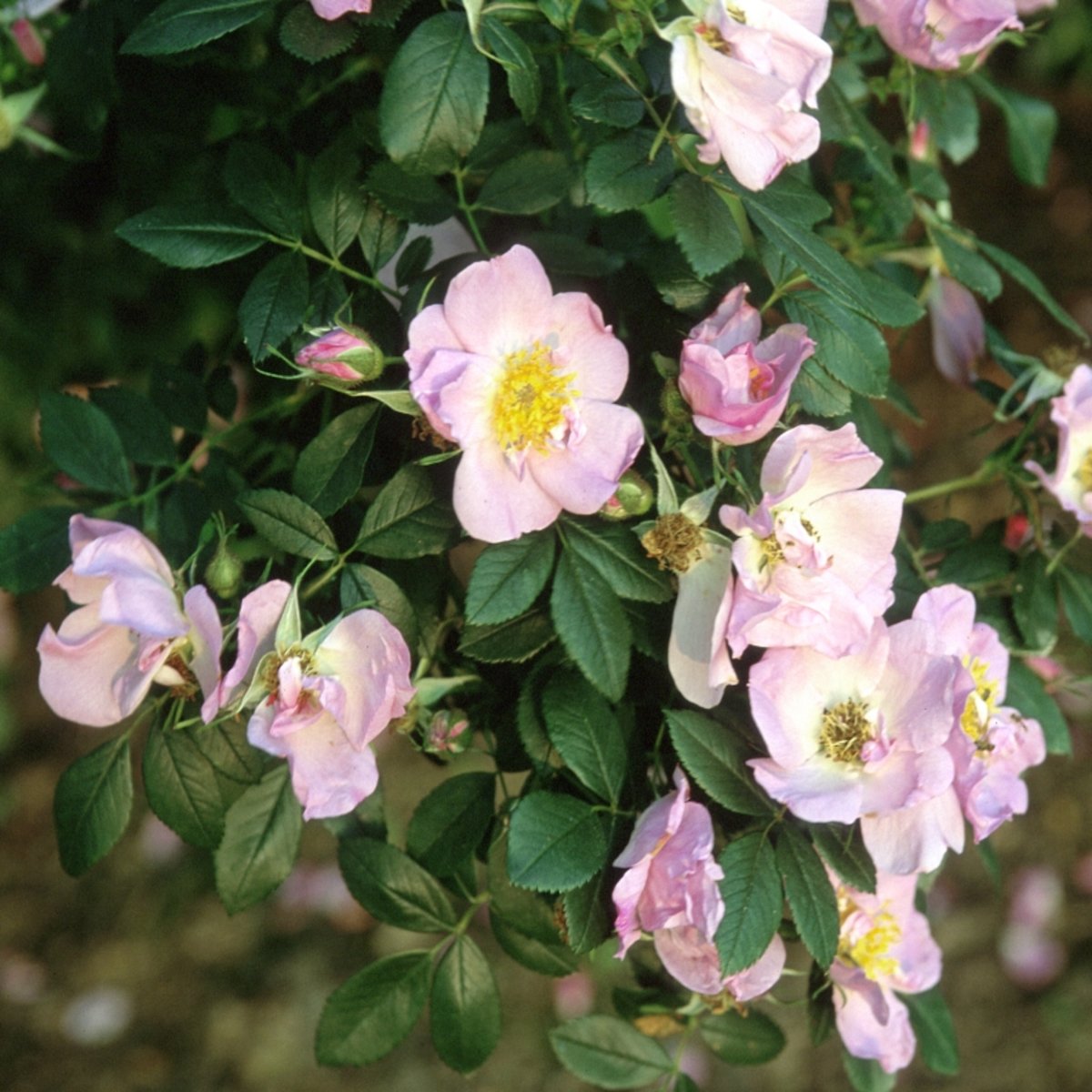 Rosa Virginiana Virginia Rose SiteOne