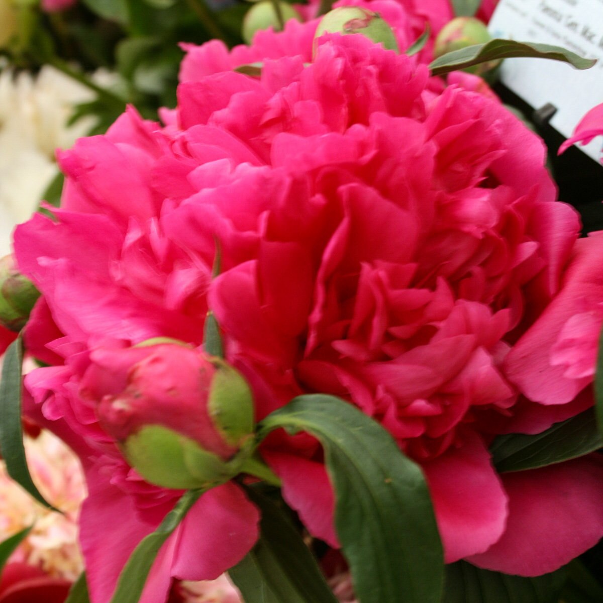 Paeonia X General MacMahon Peony | SiteOne