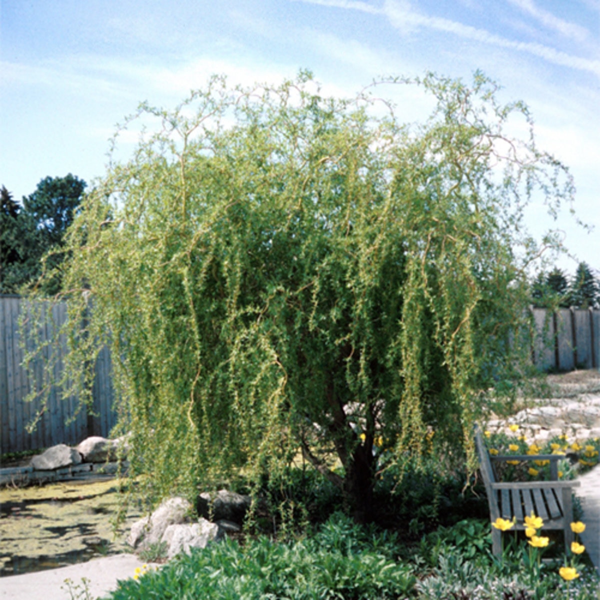 Salix Matsudana Tortuosa Corkscrew Willow SiteOne