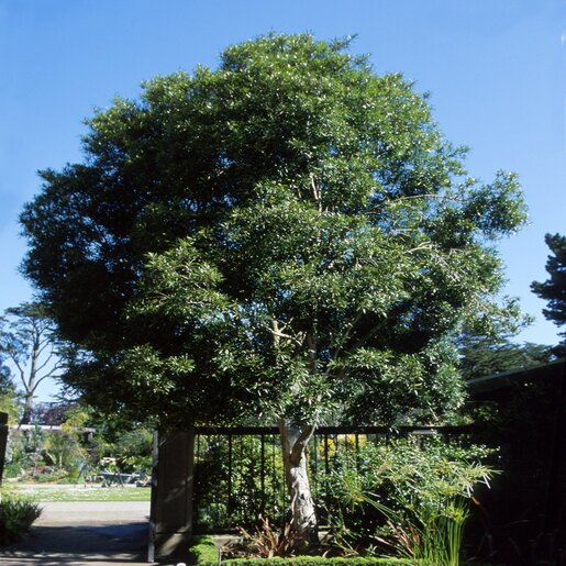 Tristaniopsis laurina