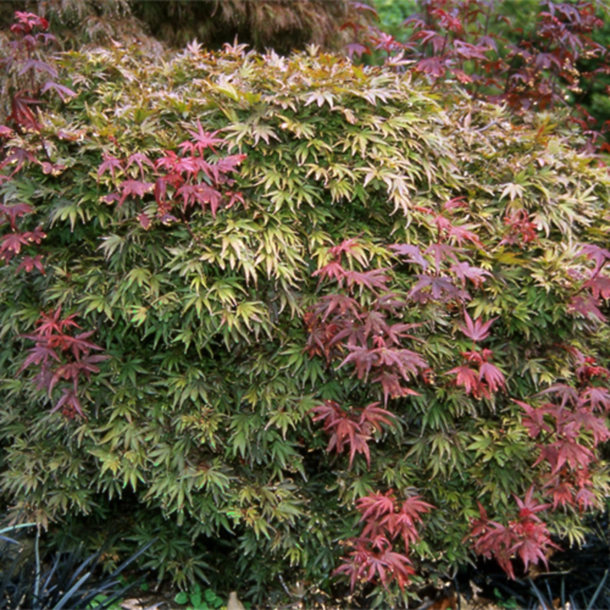 Acer Palmatum Shaina Japanese Maple SiteOne
