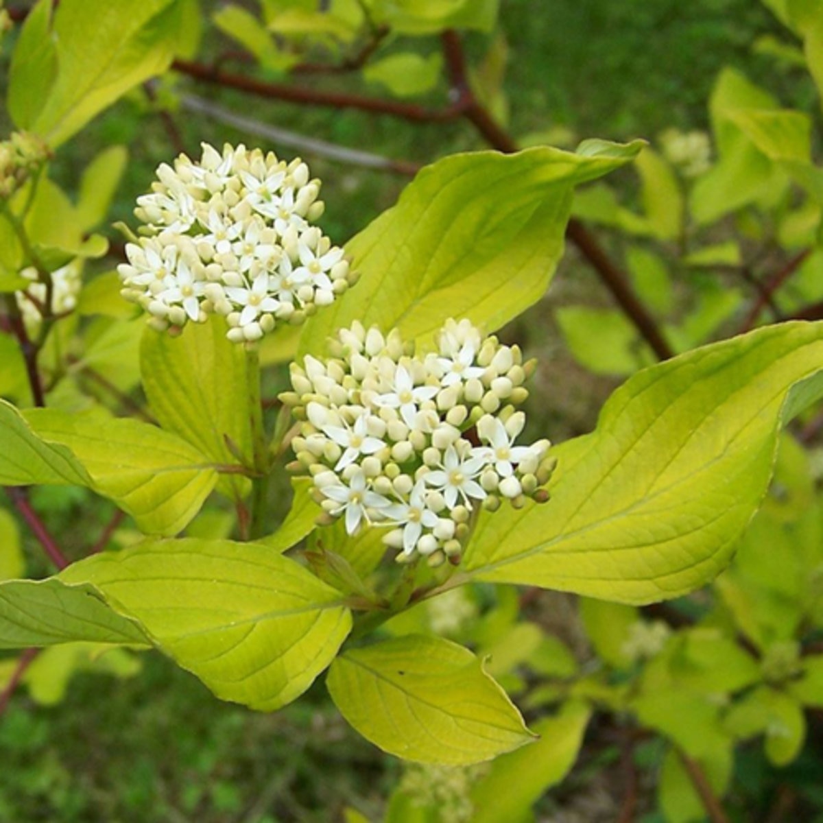 Cornus Alba Tatarian Dogwood | SiteOne
