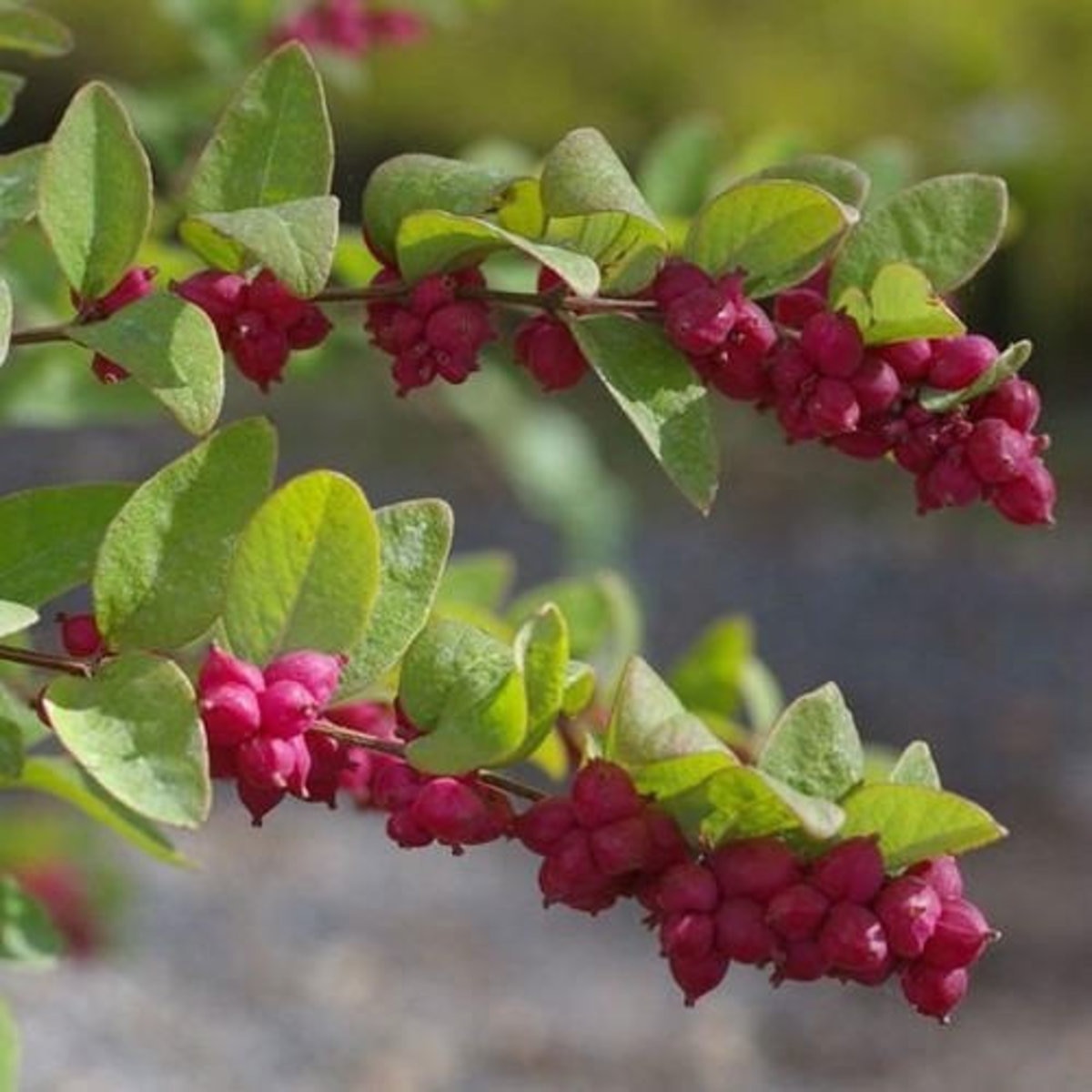 Symphoricarpos Orbiculatus Coralberry