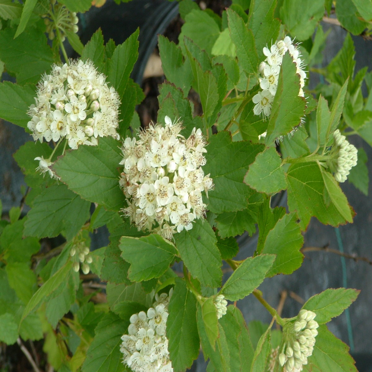 Physocarpus Opulifolius Ninebark | SiteOne