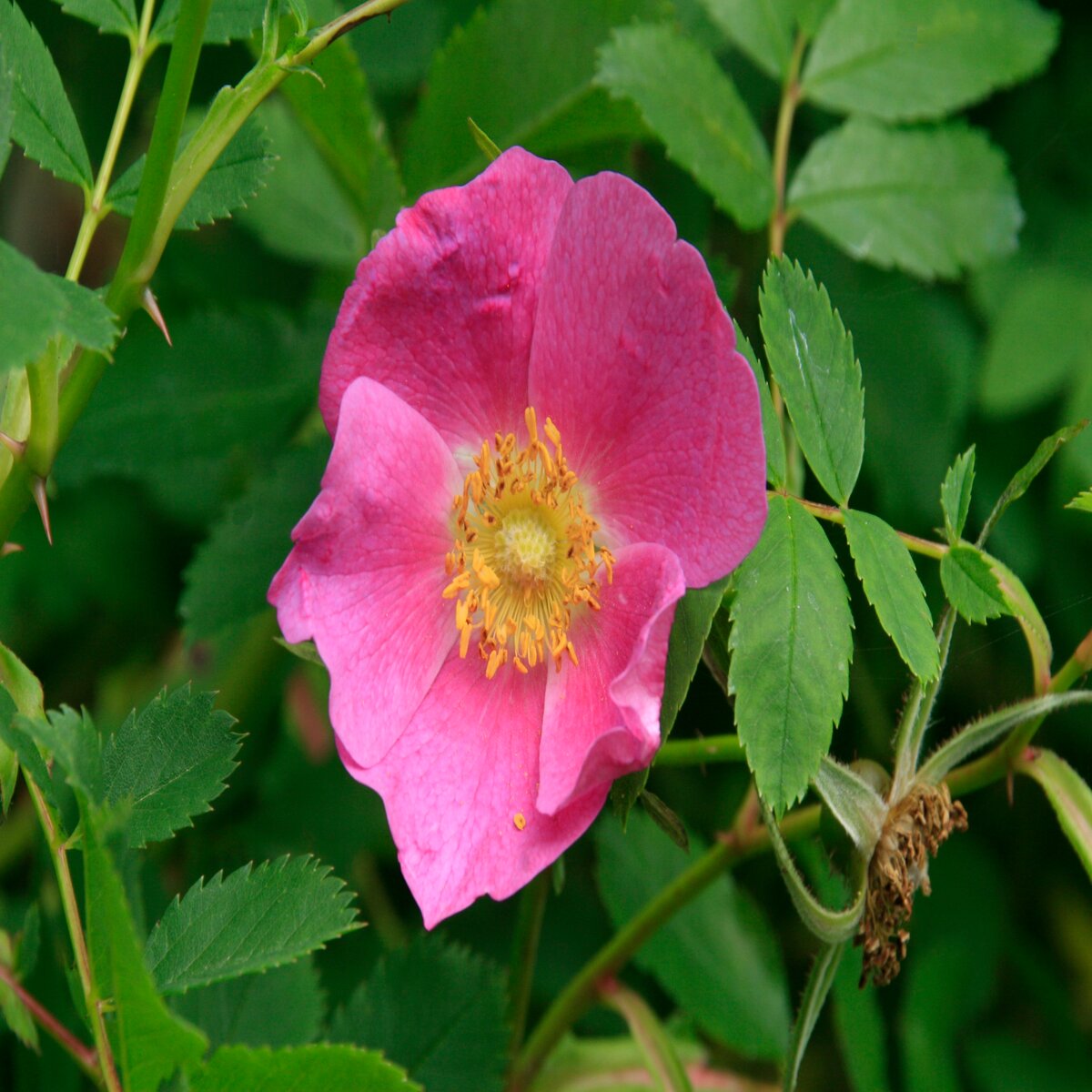 Rosa Nutkana Nootka Rose | SiteOne