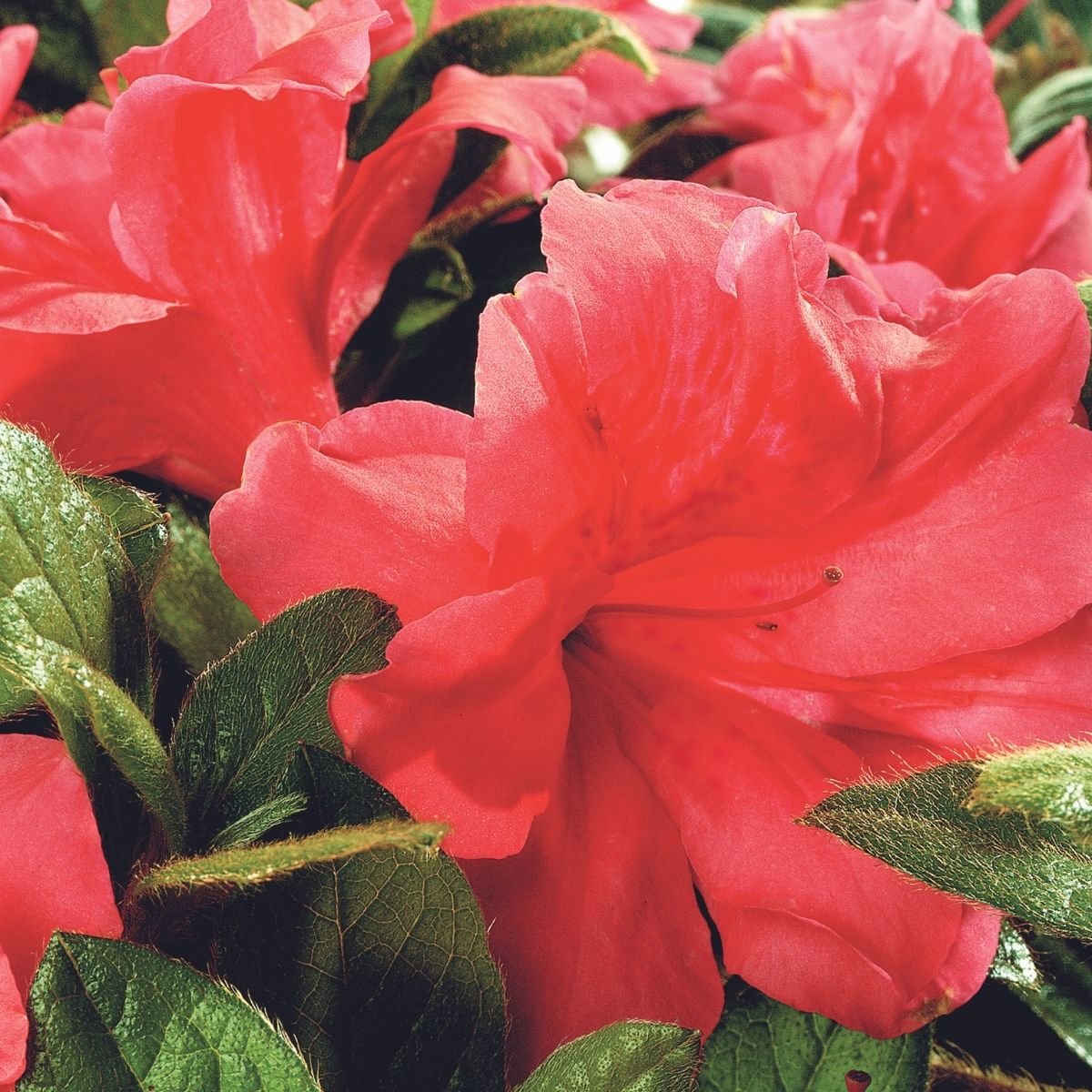 Rhododendron X Autumn Monarch Encore Azalea | SiteOne