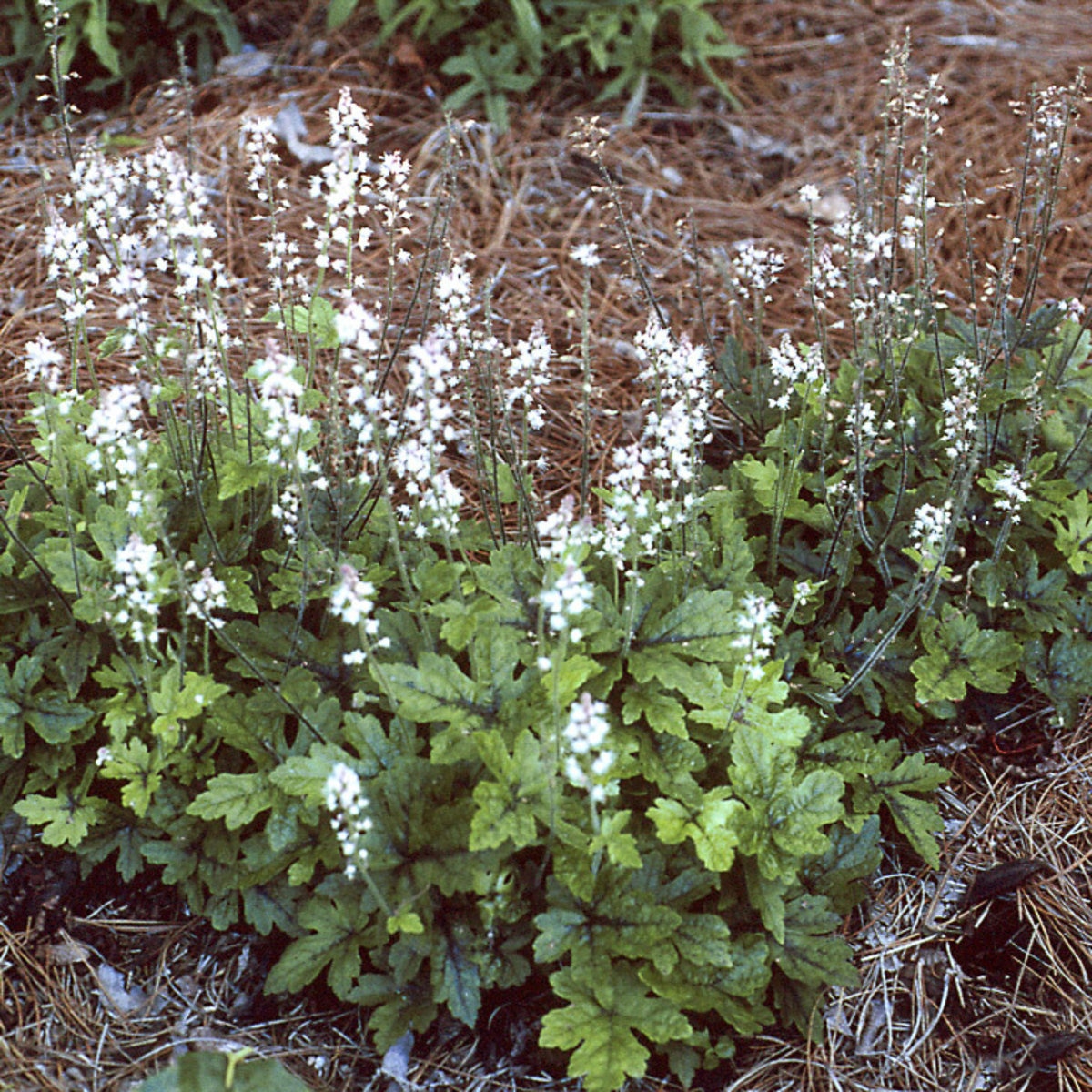 Tiarella X Elizabeth Oliver Foam Flower SiteOne