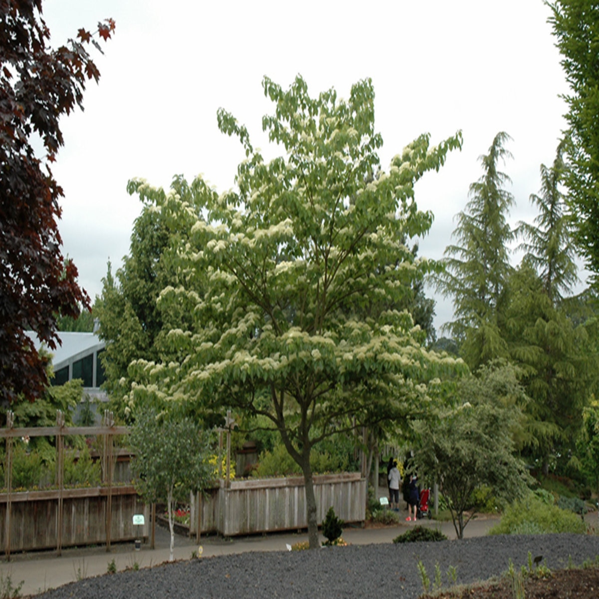 Cornus Controversa June Snow Dogwood | SiteOne