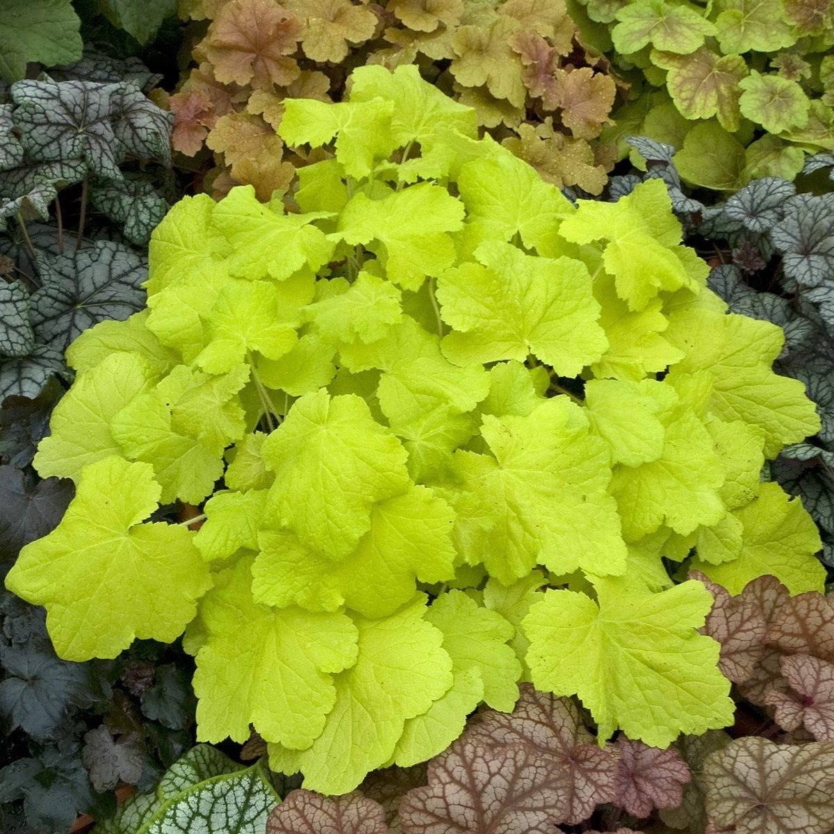 Heuchera Villosa Citronelle Coral Bells | SiteOne