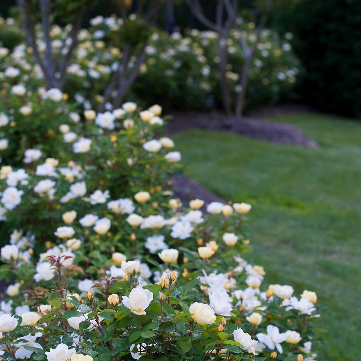 Rosa X Sunny Knock Out Rose | SiteOne