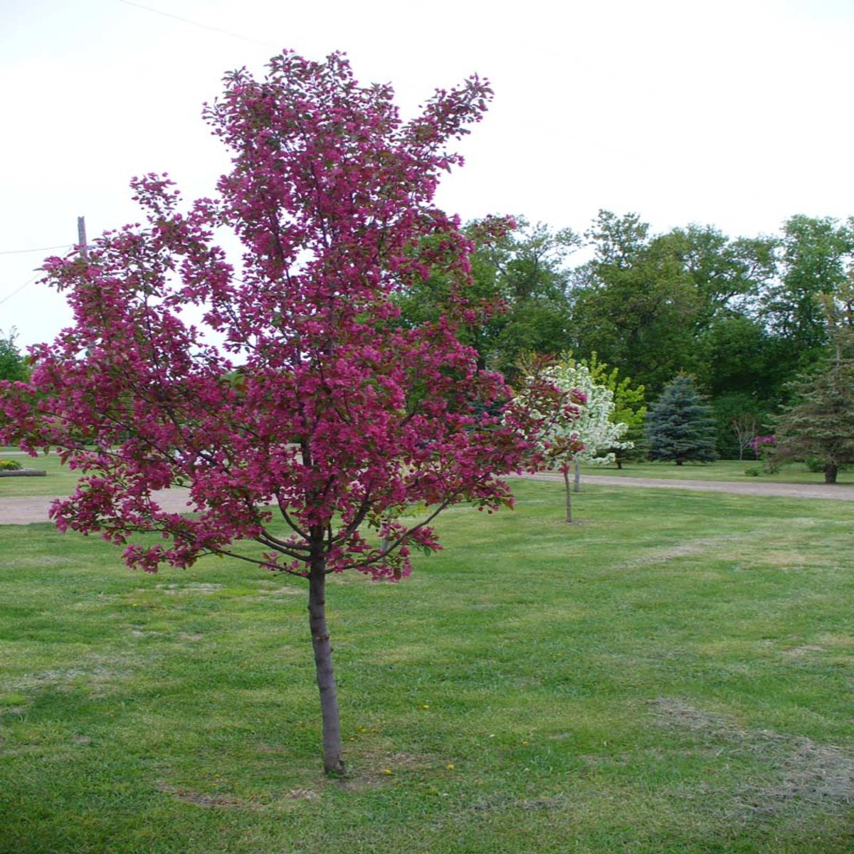 Malus X 'Radiant' Crabapple | SiteOne