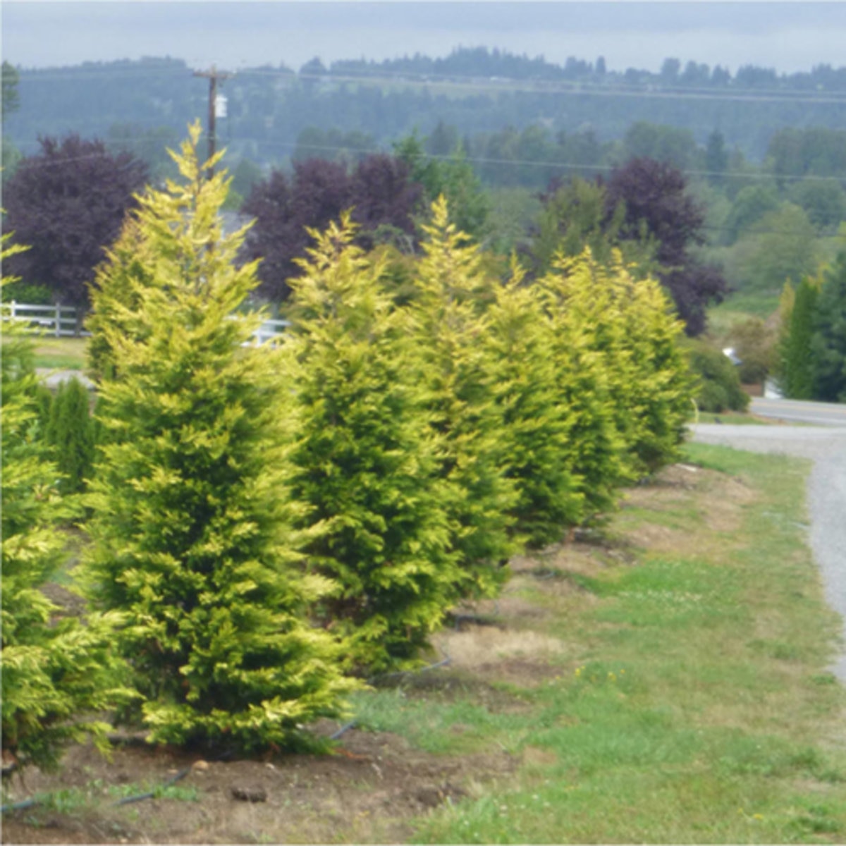 Cupressocyparis Leylandii Gold Rider Leyland Cypress | SiteOne