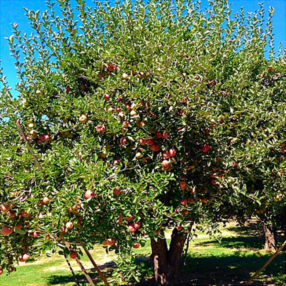 Malus Domestica Stayman Winesap Apple SiteOne