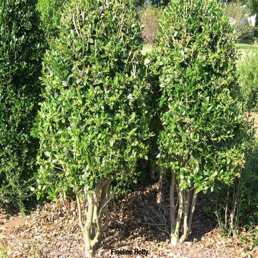 Ilex Cornuta Fineline Chinese Holly SiteOne