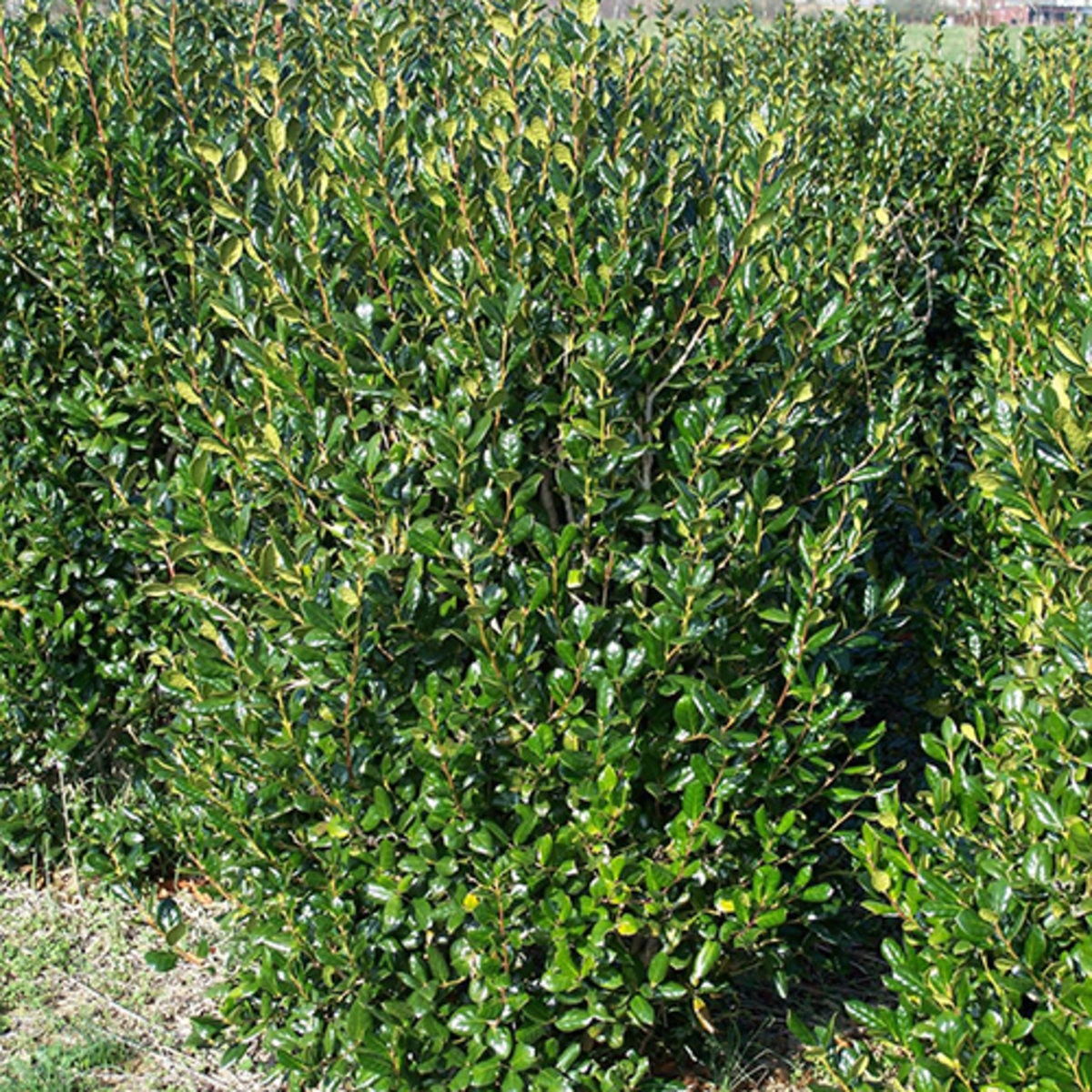 Ilex Cornuta Needlepoint Chinese Holly SiteOne