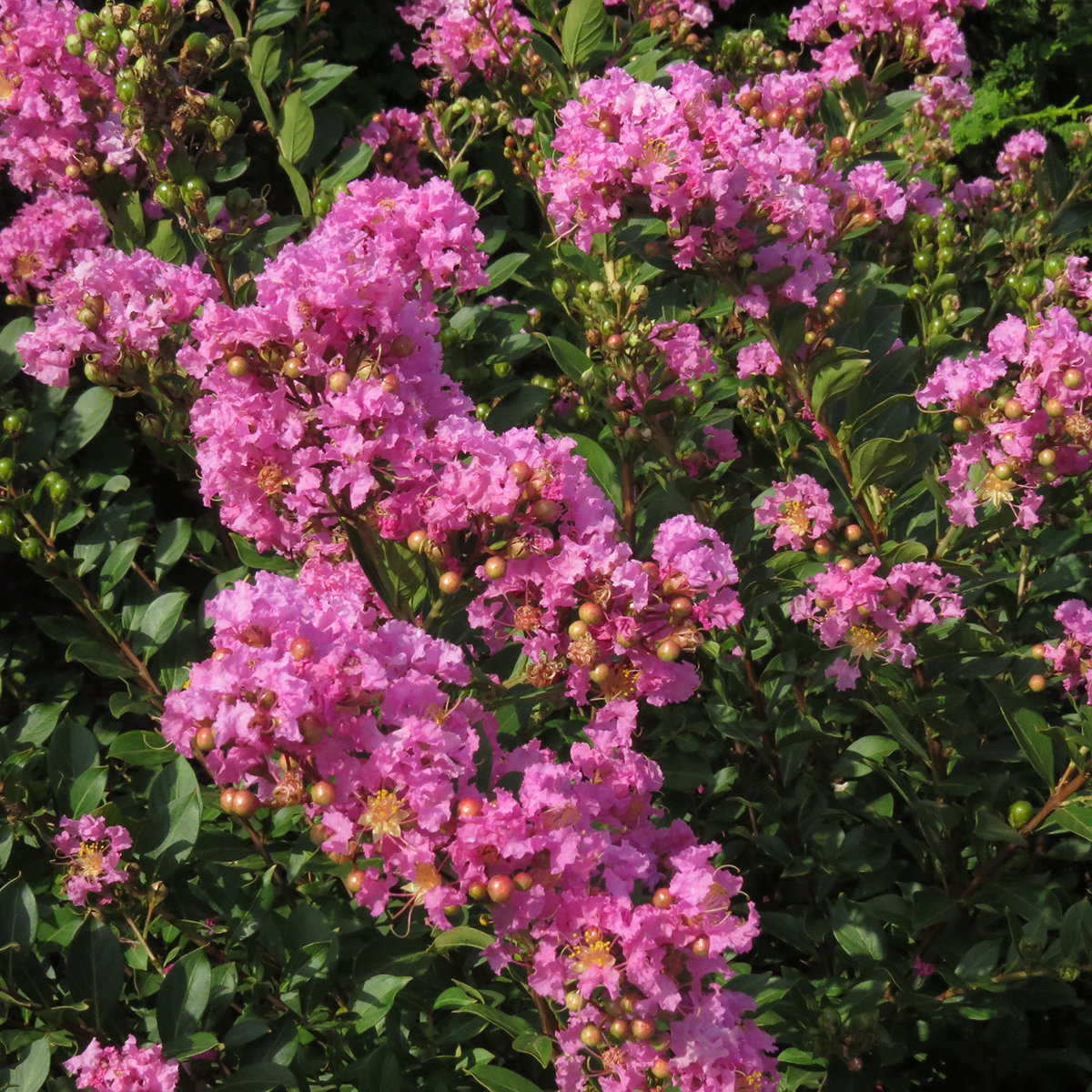 Lagerstroemia X Princess Lyla Crape Myrtle | SiteOne