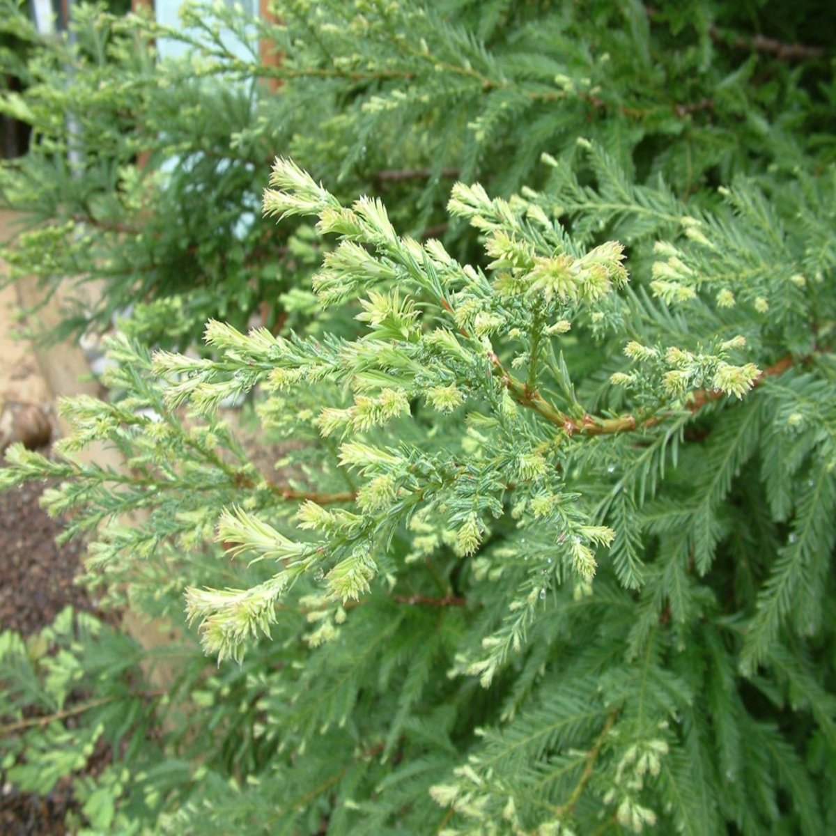 Sequoia Sempervirens Aptos Blue Coast Redwood SiteOne
