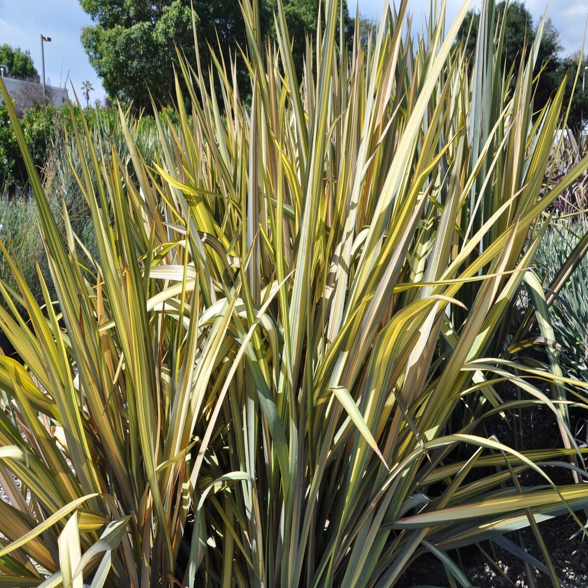 Phormium X Maori Sunset New Zealand Flax SiteOne