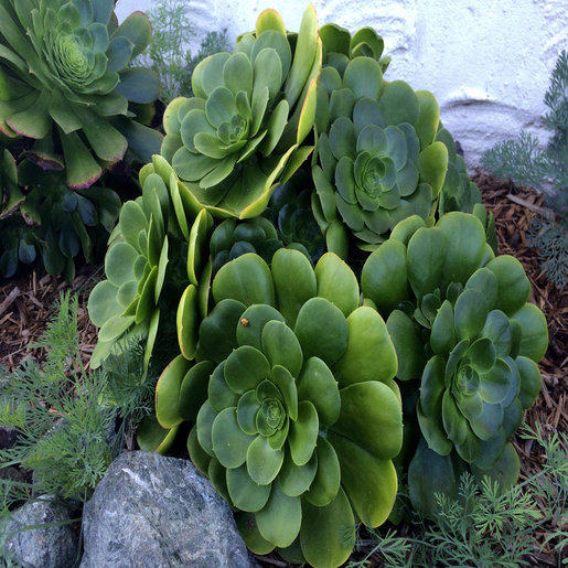 Aeonium Canariensis Mint Saucer Green Aeonium SiteOne