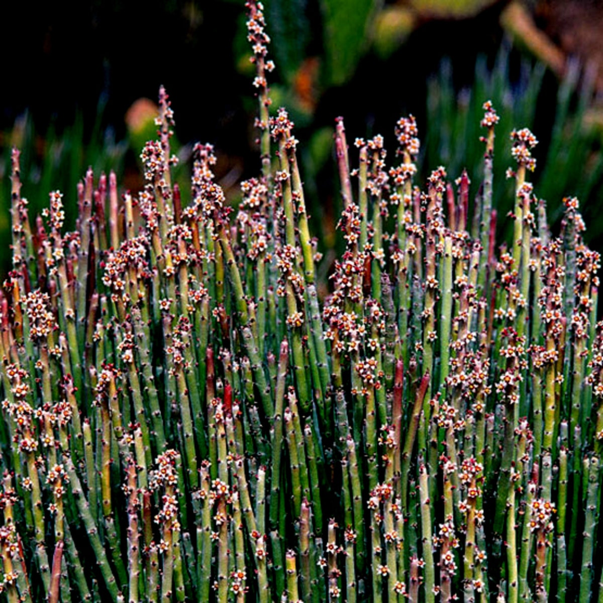 Euphorbia Antisyphilitica Candelilla SiteOne